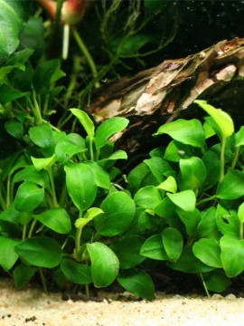 Anubias nana Mini